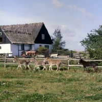 Picture of donkeys on a farm in sweden