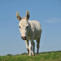 Picture of donkey