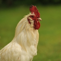 Picture of Dorking x aurocana Cockerel (white)