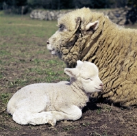 Picture of dorset ewe and lamb lying down
