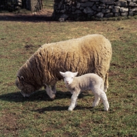 Picture of dorset horn ewe and lamb