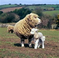 Picture of dorset horn ewe and two lambs