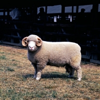 Picture of dorset horn ram at show looking at camera