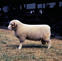 Picture of dorset horn ram at show