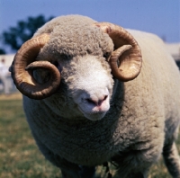 Picture of dorset horn ram head study