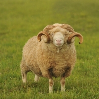 Picture of Dorset horn ram in field