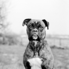 Picture of doubtful boxer with flying ears