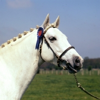 Picture of downland kestrel, welsh pony stallion (section b), head study