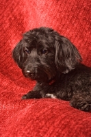 Picture of Doxiepoo (Dachshund / Poodle Hybrid Dog) also known as doxiepoo, doodle