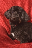 Picture of Doxiepoo (Dachshund / Poodle Hybrid Dog) also known as doxiepoo, doodle