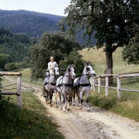 Picture of Dr Lehrner drives 4 lipizzaner mares at piber