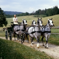 Picture of Dr Lehrner driving 4 lipizzaner mares at wilhelm, piber