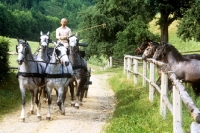 Picture of Dr Lehrner driving 4 lipizzaner mares at piber watched by other lipizzaners