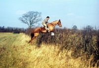 Picture of drag hunting, horse and rider jumping hedge 
