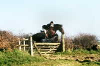 Picture of drag hunting, horse jumping gate
