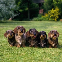 Picture of drakesleat - ch ai see, ch easy come, ch take the rap, ch good grief, ch easy speak, five miniature wire haired dachshunds together