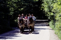 Picture of draught horses bringing tourists to neuschwanstein castle, germany
