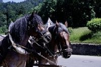 Picture of draught horses bringing tourists to neuschwanstein castle, germany, head shot