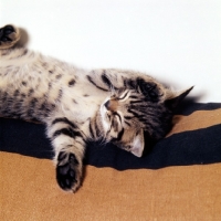 Picture of dreaming brown tabby short hair kitten 