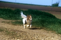 Picture of dremas cannylad at sunshoo, papillon, galloping down path