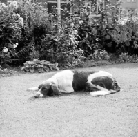 Picture of drentse partridge dog lying on a lawn