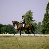 Picture of dressage at cirencester 3 day event 1975 