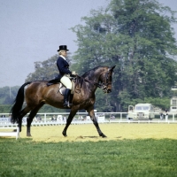 Picture of dressage at goodwood 1976
