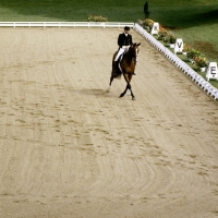 Picture of dressage at goodwood, dr. r klimke, riding ahlerich, half pass