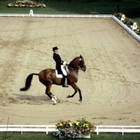 Picture of dressage at goodwood, dr. reiner klimke, riding ahlerich, winner olympic gold 1984 and 1988, pirouette at canter

