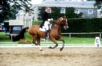 Picture of dressage at goodwood, dr. reiner klimke, winner olympic gold 1984 and 1988 in practice ring
