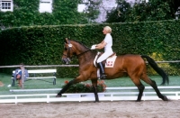 Picture of dressage, christine stuckelberger riding granat in practice ring at goodwood
