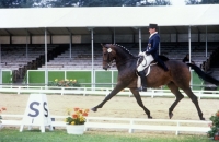 Picture of dressage, uwe sauer riding hirtentraum at goodwood