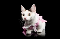 Picture of dressed up Bambino cat on black background