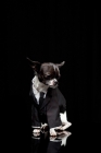 Picture of dressed up chihuahua