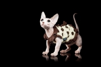 Picture of dressed up hairless Bambino cat on black background, looking up