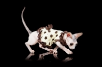 Picture of dressed up hairless Bambino cat on black background, looking down