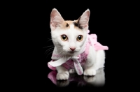 Picture of dressed up shorthaired Bambino cat on black background