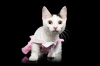 Picture of dressed up shorthaired Bambino cat on black background