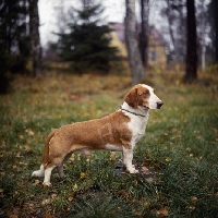 Picture of drever standing on grass in woods