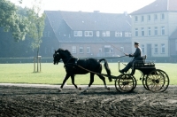 Picture of driven hanoverian at celle
