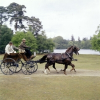 Picture of driving a pair of horses at  international grand prix, windsor show 1976
