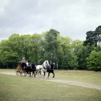 Picture of driving a team of four at international grand prix, windsor show 1976
