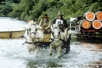 Picture of driving at windsor, pair of grey ponies
