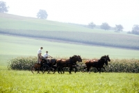 Picture of driving competition at  zug, 1981