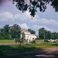 Picture of Driving four Karenovsky horses at trotting races