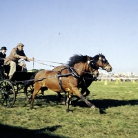 Picture of driving, scurry racing