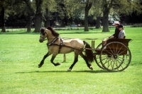 Picture of driving, welsh cob, comet, and carriage