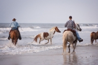 Picture of driving wild chincoteague pony 