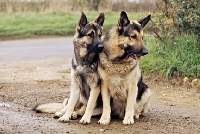 Picture of druidswood anchorman, right, two german shepherd dogs 