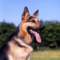 Picture of druidswood saxon, german shepherd dog head portrait
